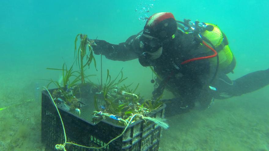 Un submarinista se dispone a plantar un fragmento de posidonia en la bahía de Pollença.