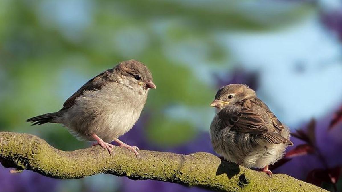 Imatge d'arxiu de dos perdals sentats en la branca d'un arbre