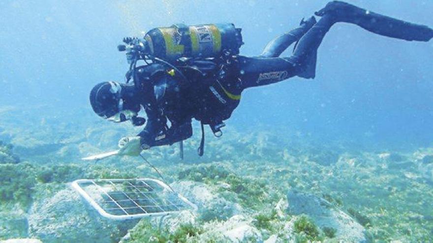 Un científic estudia una comunitat d&#039;algues en un indret de la Mediterrània