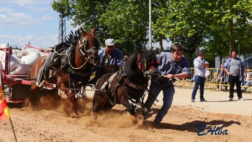 Almussafes organiza un nuevo campeonato de tiro y arrastre