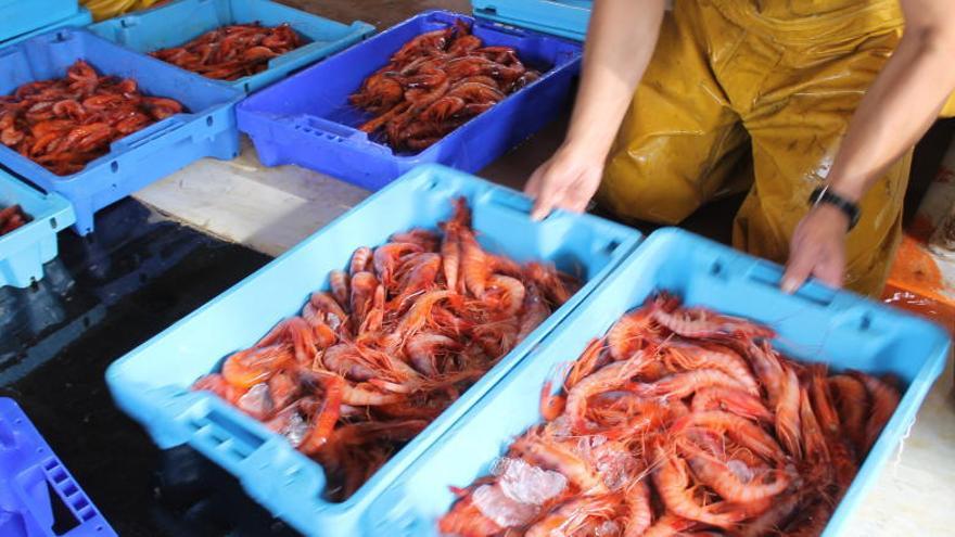 La gamba roja de Águilas &quot;se esconde&quot; por Navidad