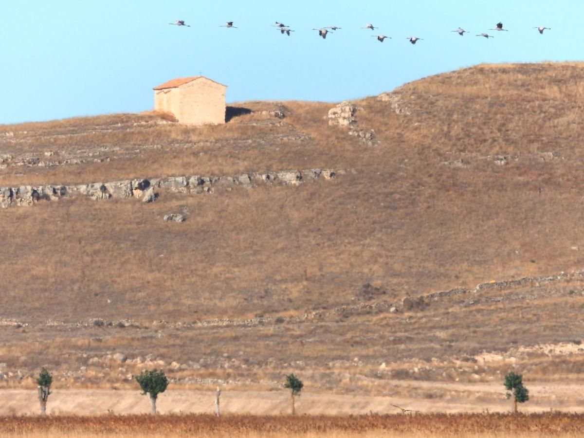 Las grullas llegan ya a Gallocanta, con una lámina de agua «histórica»