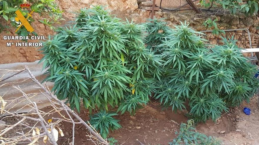 Un detenido por cultivar marihuana en una cochera de Hornachuelos