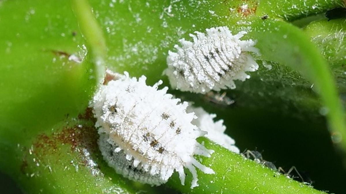 Imagen del nuevo cotonet detectado.