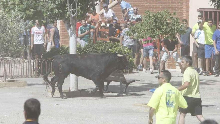 Entrada al pueblo de uno de los toros de los espantes de Fuentesaúco en las pasadas fiestas.