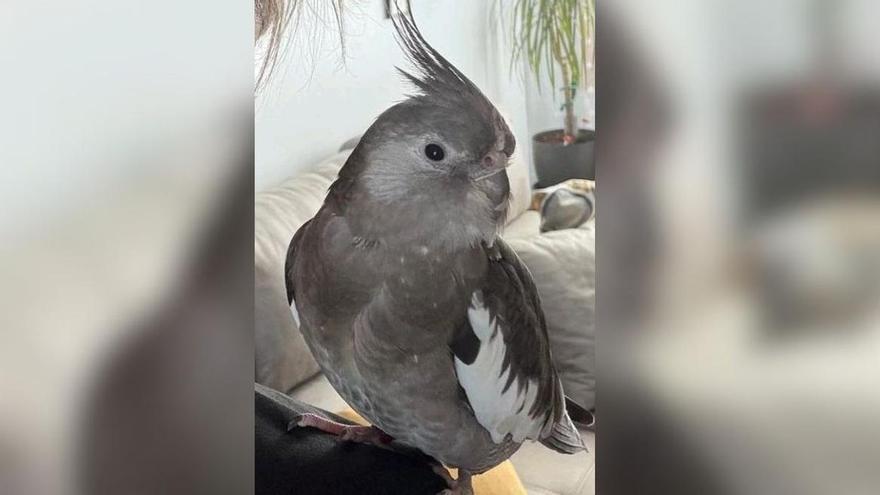 Buscan en Gondomar a Koko, una ninfa perdida en la zona de Borreiros: «Se ofrece recompensa»