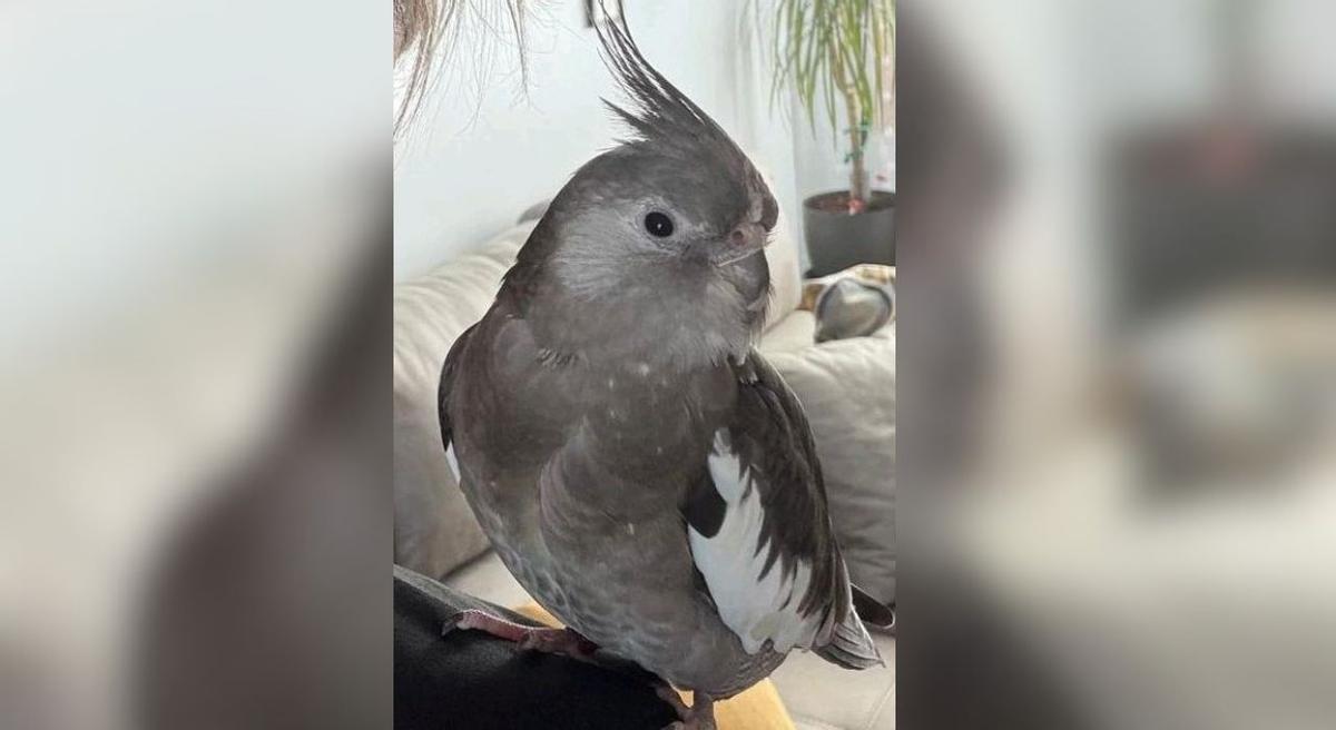 Koko se perdió en la zona de Borreiros, Gondomar.