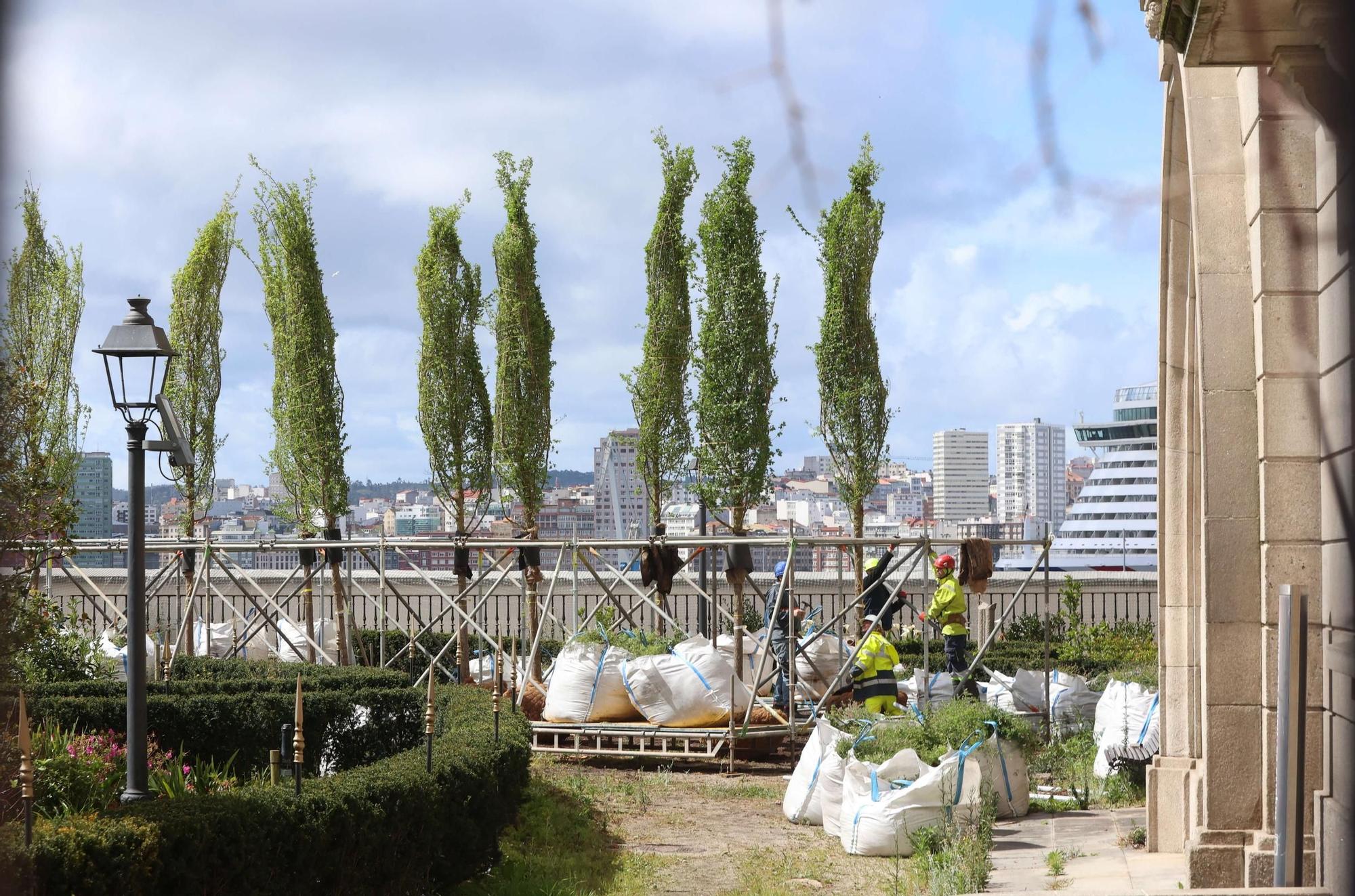 Plantación de los nuevos olmos del Jardín de San Carlos
