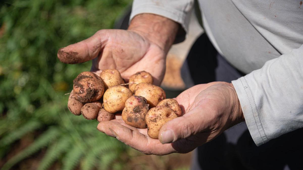 Un agricultor muestra papas bonitas recogidas en una finca de Icod el Alto.