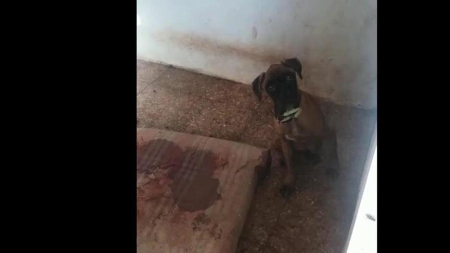 Descubren un criadero ilegal de perros en Alicante