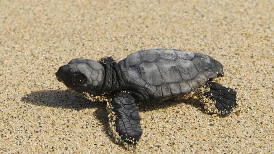 Una de las 42 tortugas bobas que han nacido en Fuerteventura a partir de algunos de los más de 700 huevos que fueron traídos hace dos menses desde Cabo Verde a la isla para reintroducir en ella esta especie. Tras el alumbramiento de esos 42 ejemplares de la especie &quot;caretta-caretta&quot;, que tuvo lugar en la tarde de ayer en la playa de Cofete del Parque Natural de Jandía, a lo largo de los próximos días está previsto el nacimiento del resto de las crías.