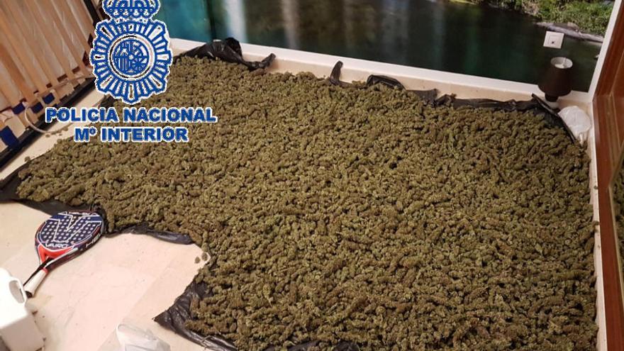 Cogollos de marihuana.