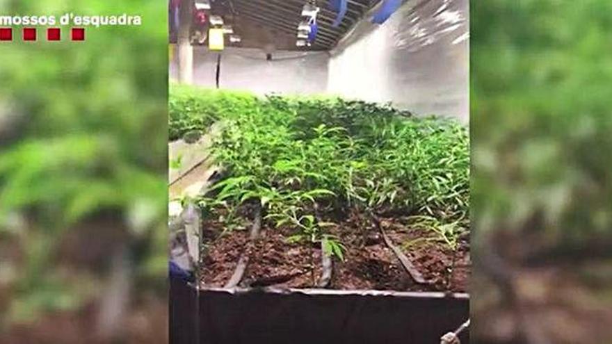 Cau una banda que cultivava marihuana en naus industrials