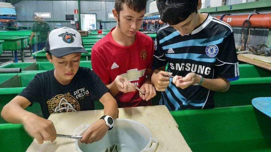 Rubén San Martín, Víctor Freije y Saúl Márquez, en el Centro Ictiogénico de Quintana (Pravia), cortando la aleta adiposa a los alevines de salmón para comprobar la eficacia de las repoblaciones que realiza &quot;Mestas del Narcea&quot;.