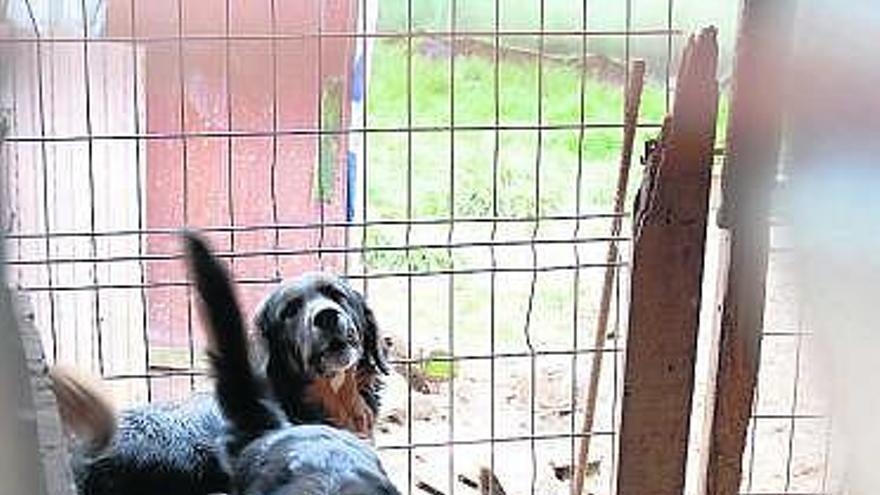 Dos de los perros que habitan en las instalaciones denunciadas.