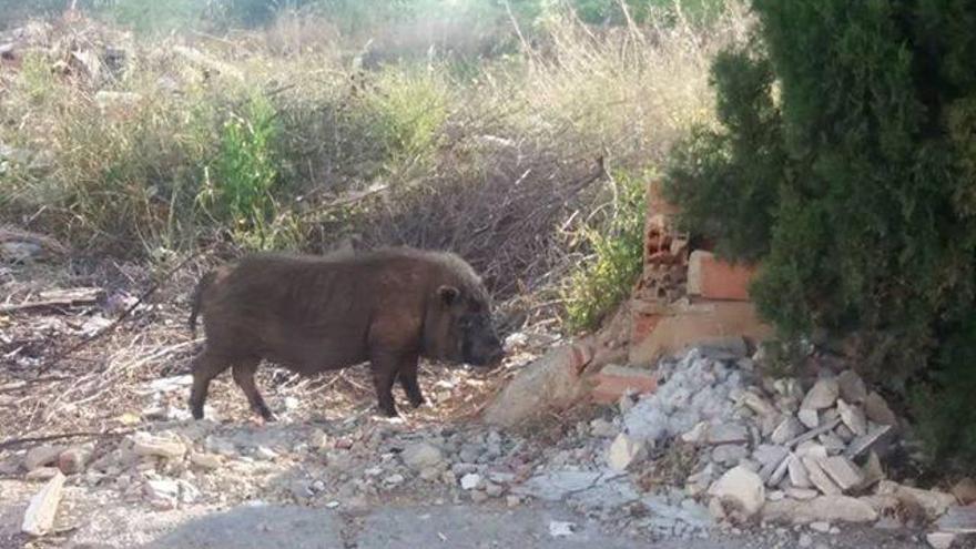 Cerdos vietnamitas de 80 kilos campan por Castellón