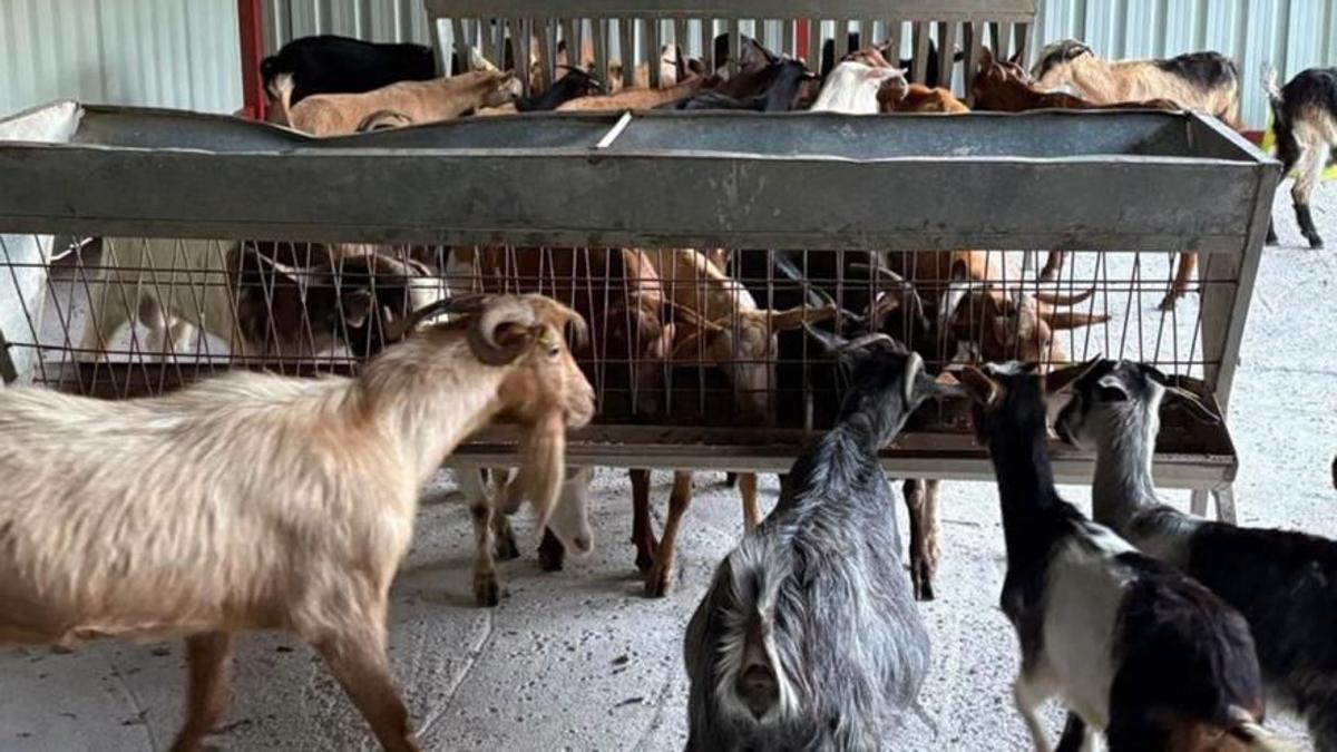 El consistorio indica que entre las 40 cabras adquiridas hay dos machos.