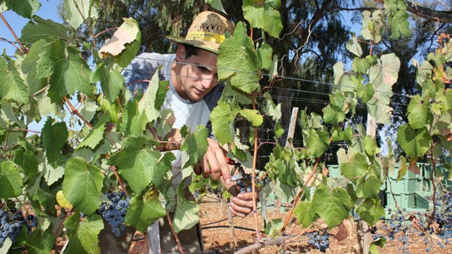 Un agricultor trabaja en la campaña de la vendimia.