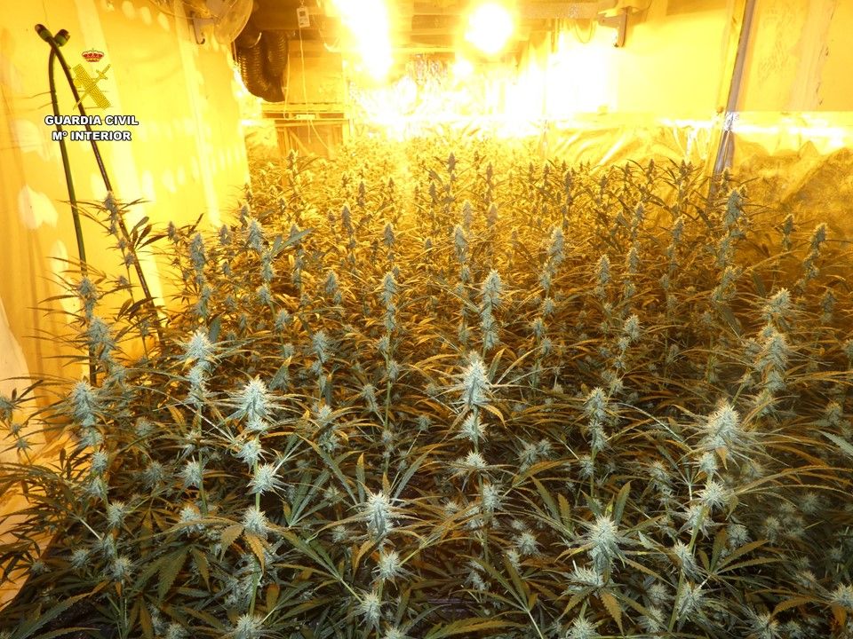 Una nave industrial en Els Poblets con 2.434 plantas de marihuana y un complejo sistema de ventilación (imágenes)