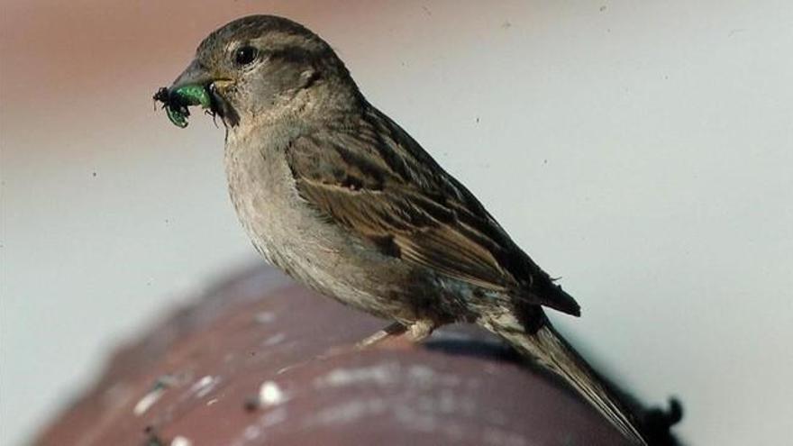 Las aves urbanas cantan más fuerte para hacerse oír