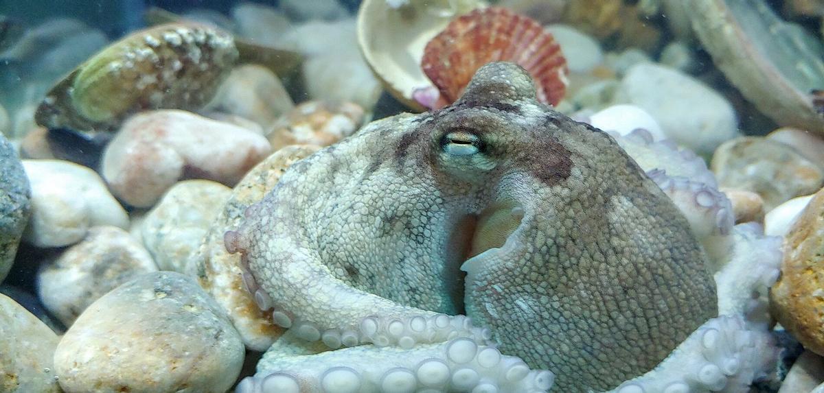 Pulpo criado en cautividad, dentro del proyecto de Pescanova con el IEO