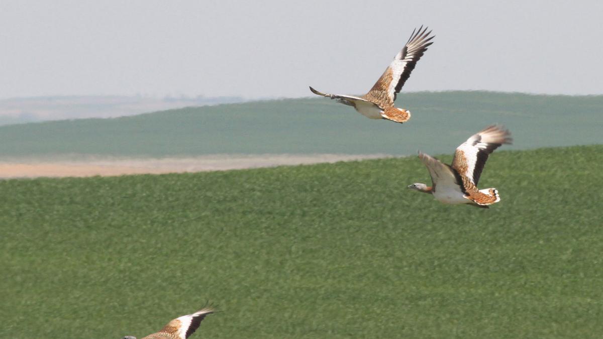 Avutardas en pleno vuelo