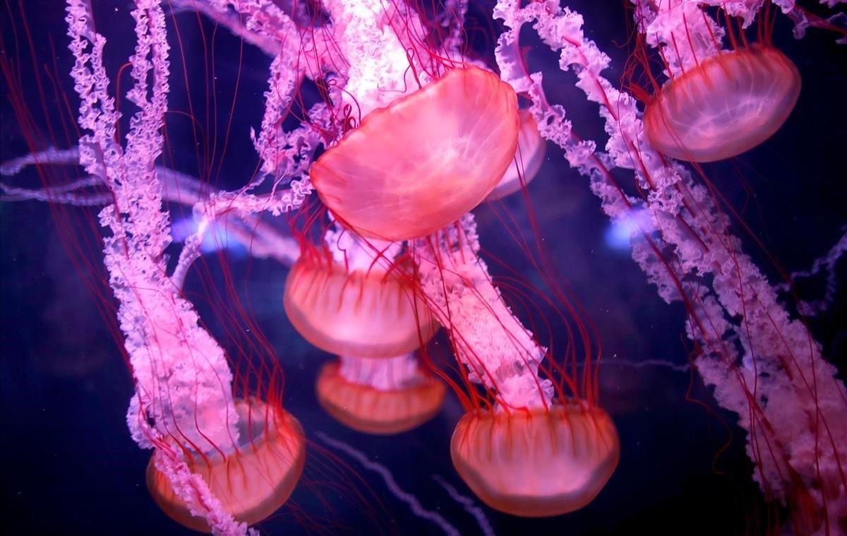 Cuarenta y cinco especies diferentes de medusas han estrenado espacio en el acuario de París.