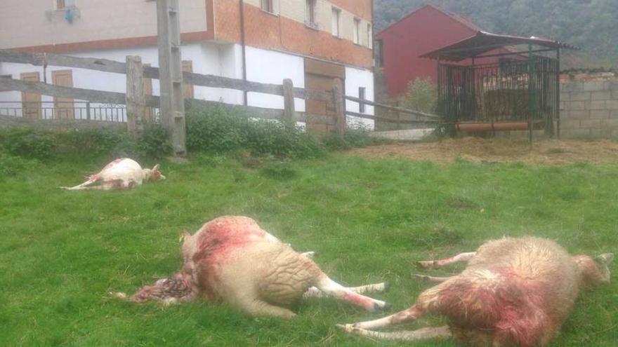 Varias ovejas muertas en una finca de Campo de Caso, a escasos metros de una vivienda.