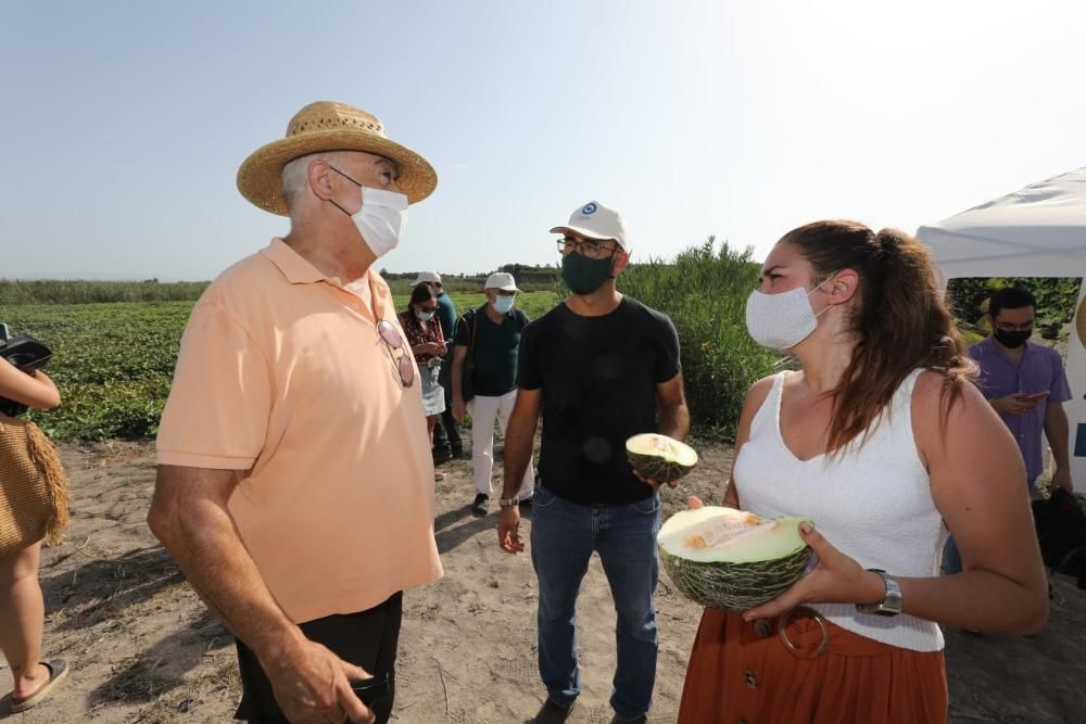 Un momento del corte del primer melón, hoy en la partida ilicitana de Carrizales