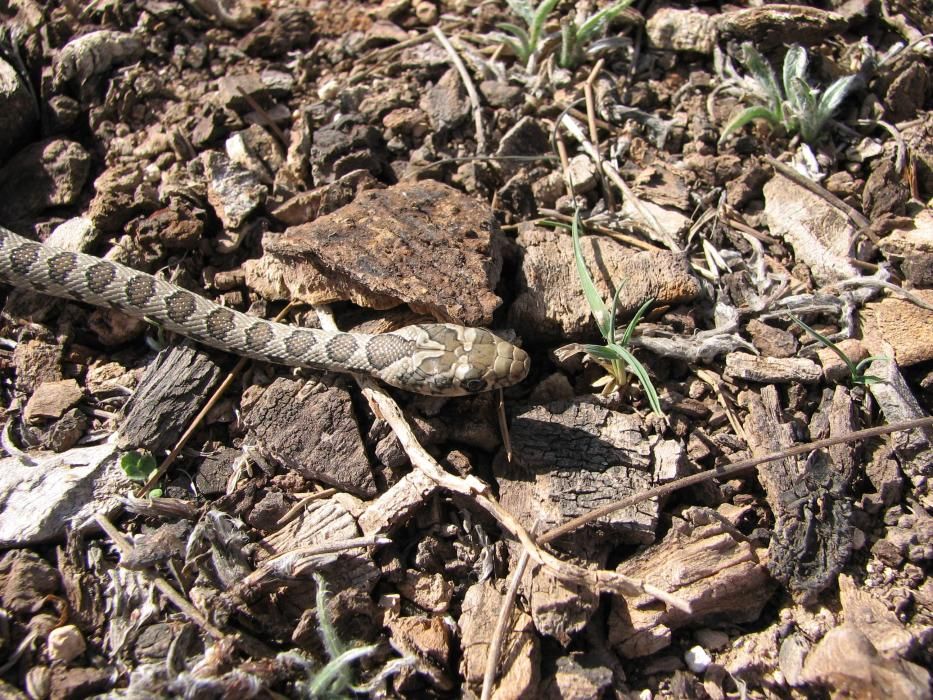 Ejemplar joven culebra de herradura. Vallada.