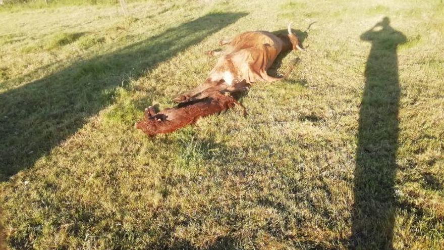 Restos de la vaca y la crìa en la explotación de Piñuel de Sayago