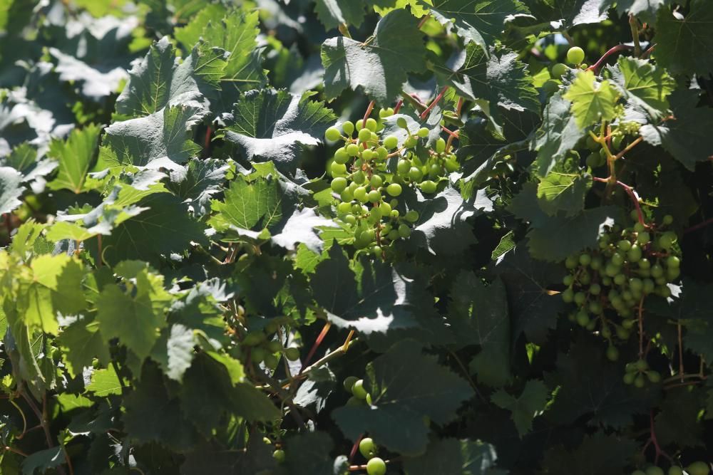 Termina la recolección de uva para el vino blanco