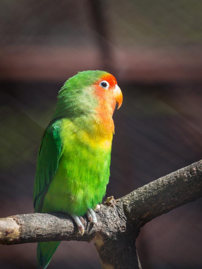 Los agapornis son el ave más popular como mascota.