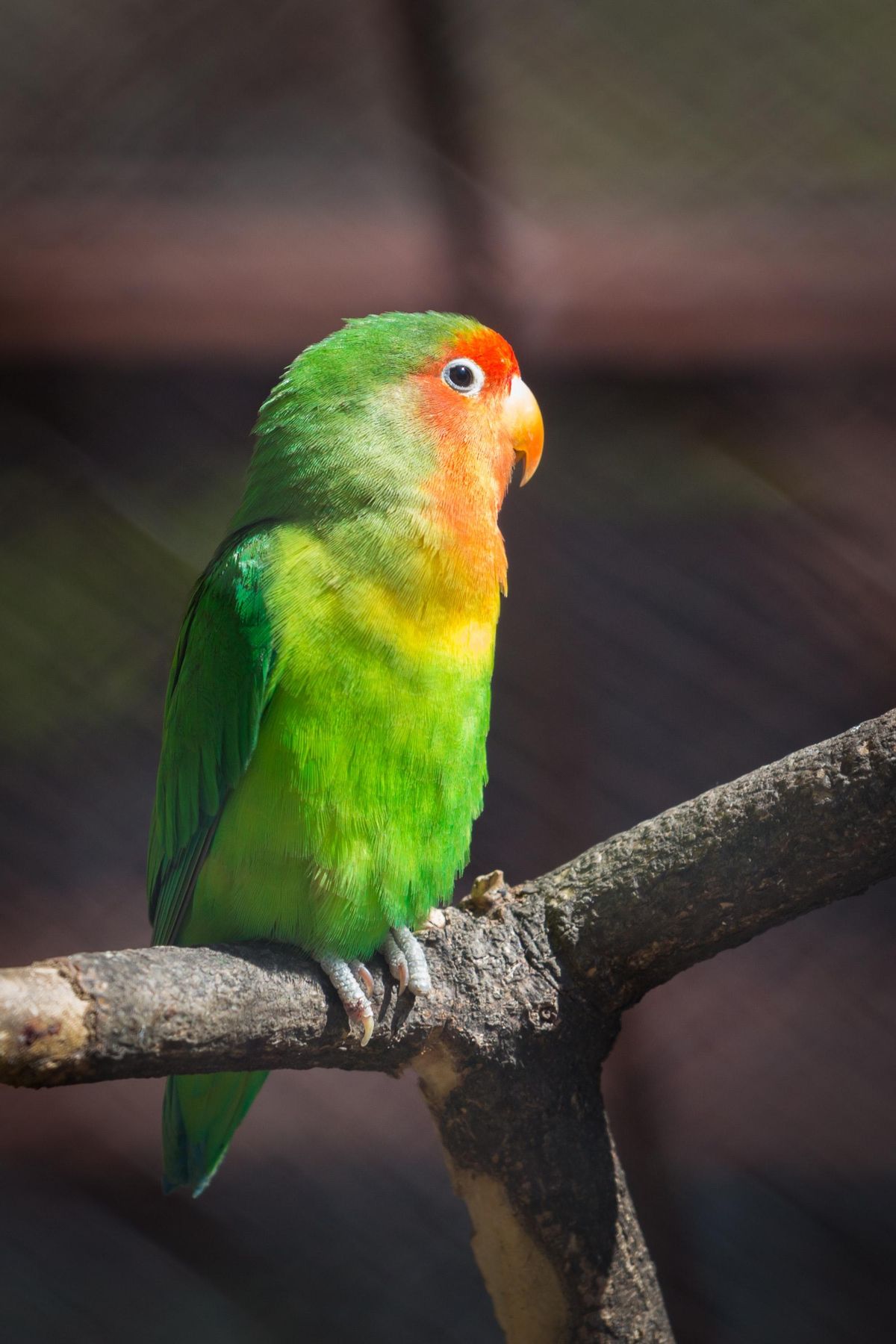 Los agapornis son el ave más popular como mascota.