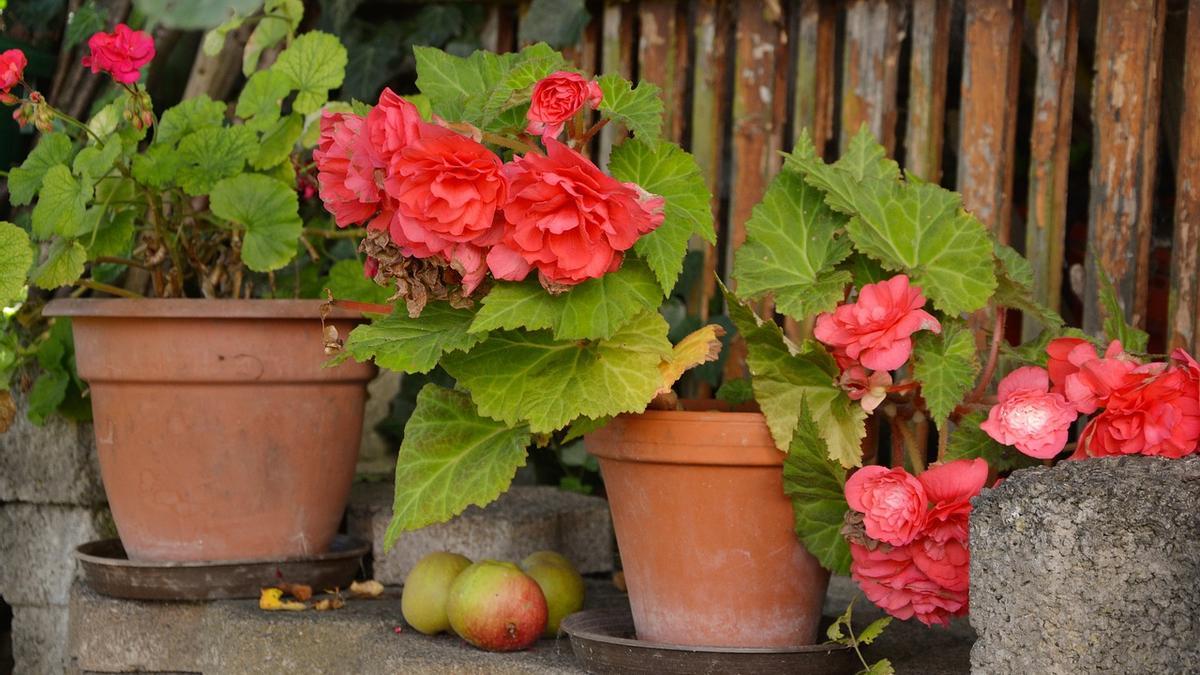 BEGONIA Y ASPIDISTRA | Las tres plantas de interior que te ayudan a  eliminar el moho