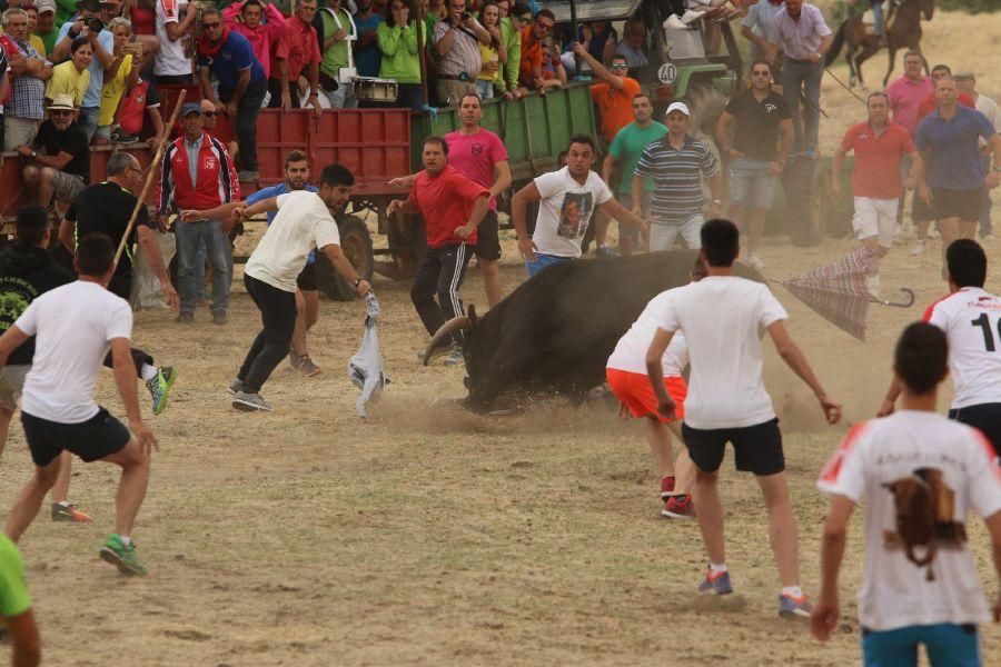 Segundo encierro taurino en Guarrate