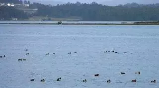 La migración otoñal hacia África centra la mirada de los ornitólogos en O Grove