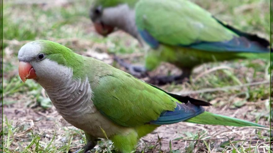 Una pareja de cotorras argentinas