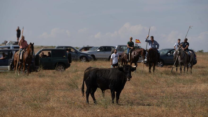 Toros para el fin de fiesta