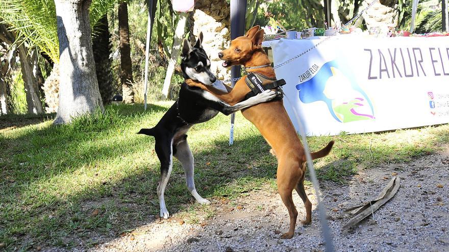 Feria de la adopción en Elche: sacar de apuros a perros y gatos para darles un hogar