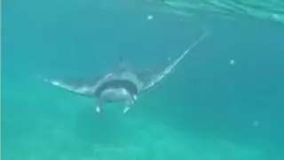 Mantarrayas en Mallorca: ¿Cómo actuar si encuentras una en la playa?