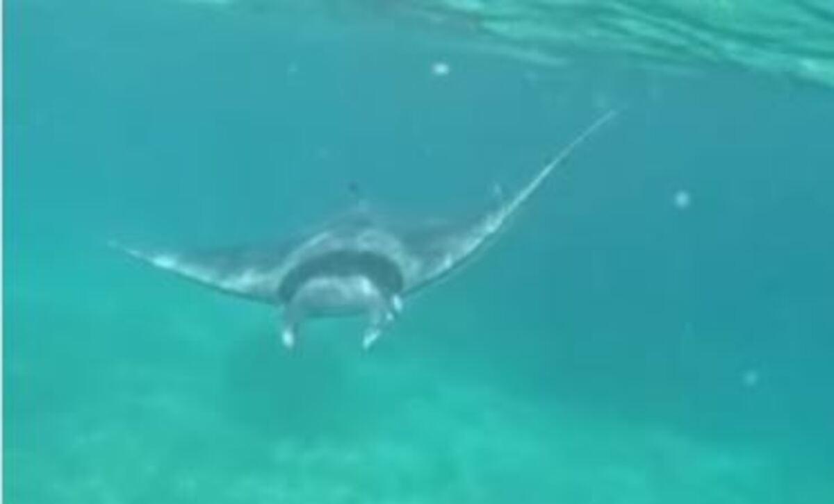 La mantarraya que han encontrado en Illetas.