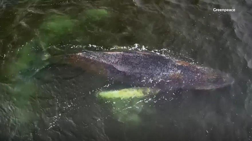 Giro en el caso Timmy: la ballena se libera por sí sola, pero la incertidumbre en Alemania continúa