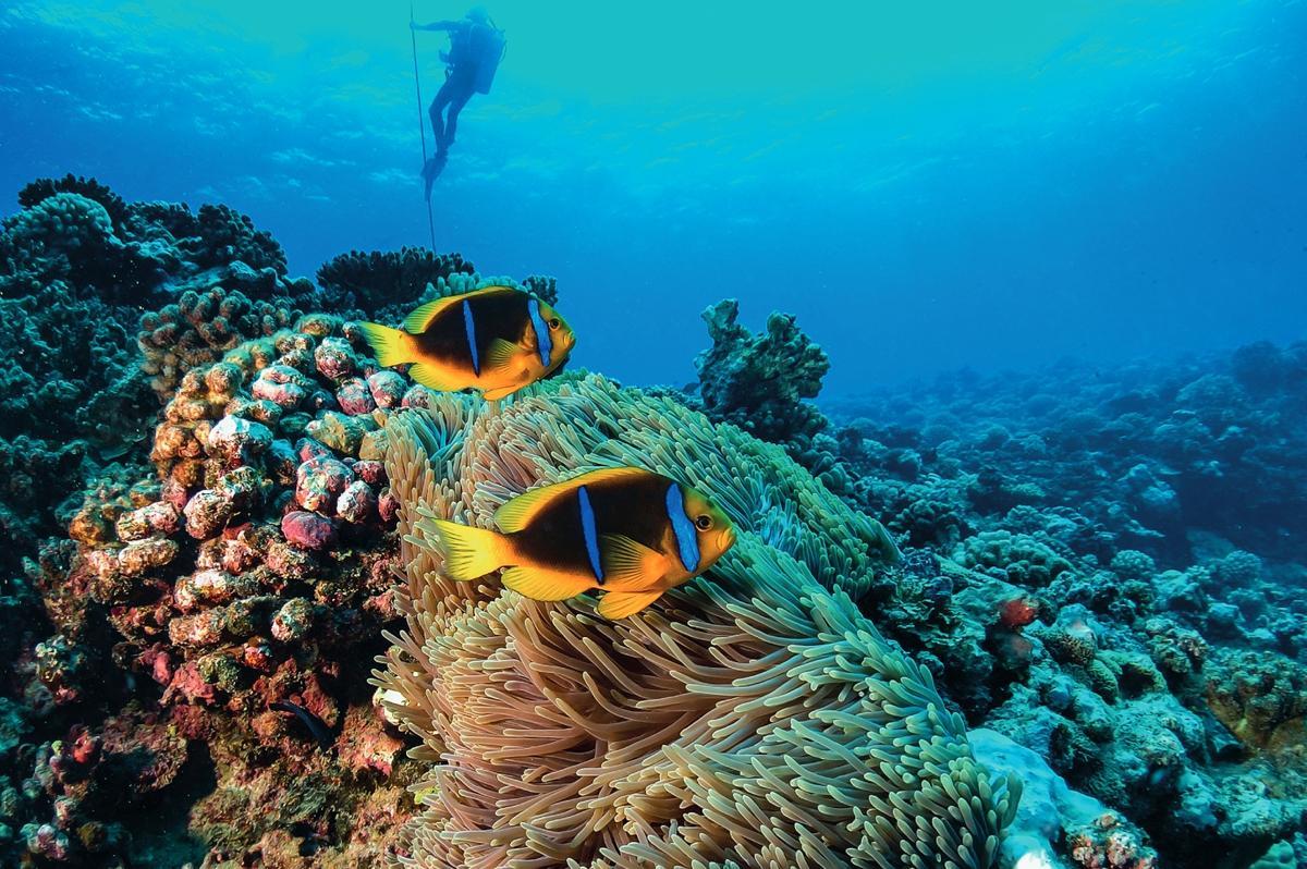 Buceando en Papeete, Tahití.