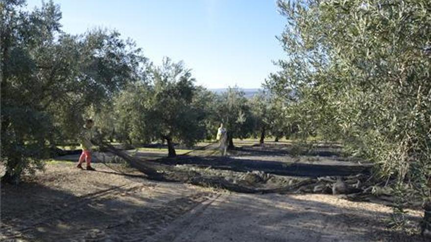 Extremadura recibe 1,17 millones de euros en indemnizaciones por el seguro del olivar en 2019