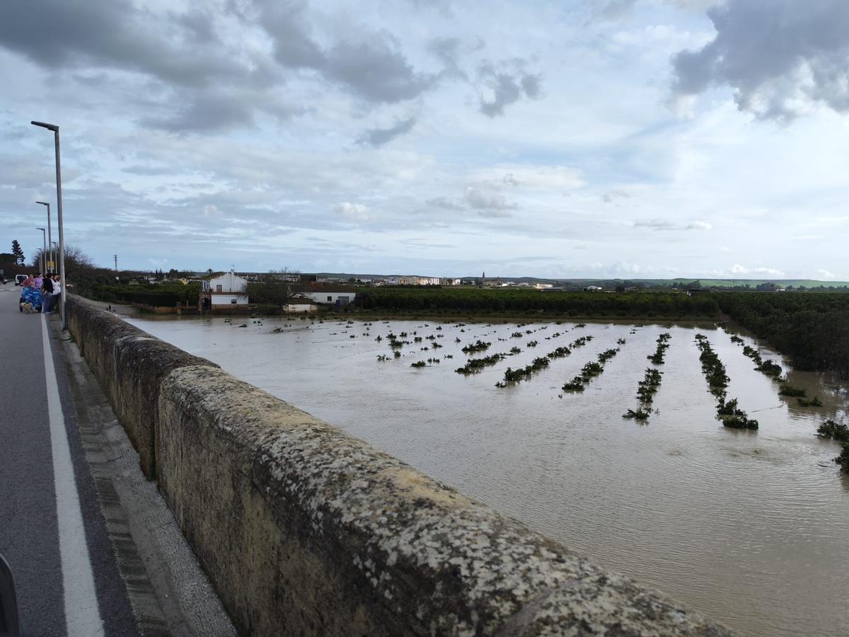 Al fondo, viviendas afectadas por la crecida del Guadalquivir en Palma del Río.