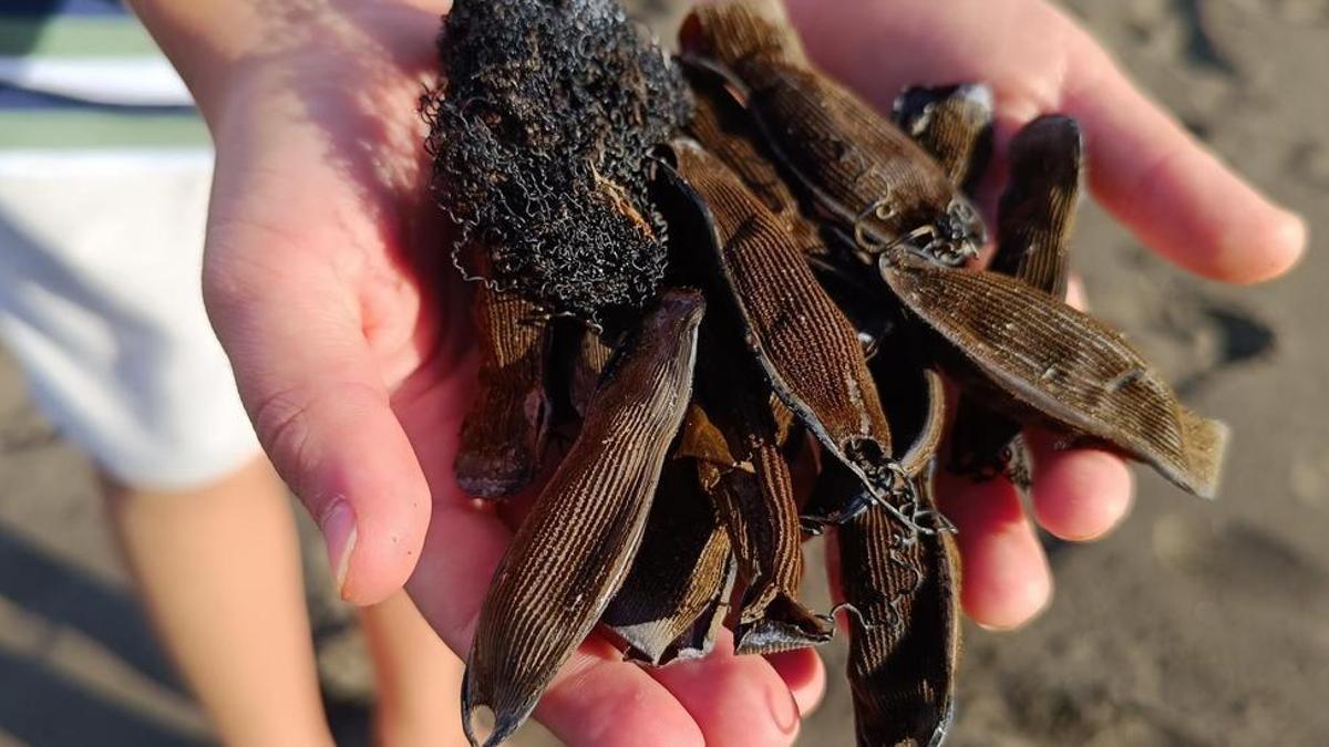 Un niño de 9 años encuentra en Gran Canaria huevos de tiburón inéditos en el archipiélago