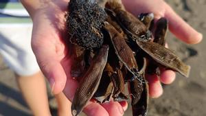 Un niño de 9 años encuentra en Gran Canaria huevos de tiburón inéditos en el archipiélago