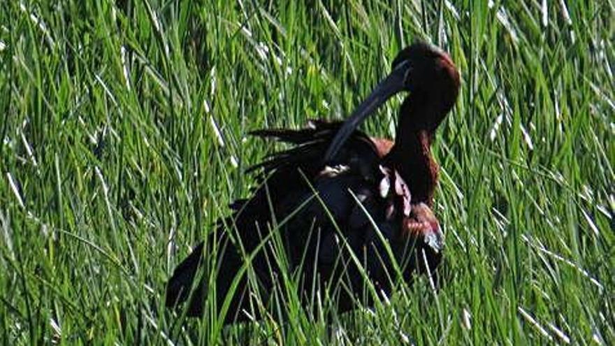 Imagen de un morito en el Parque Nacional de las Tablas de la Daimiel.