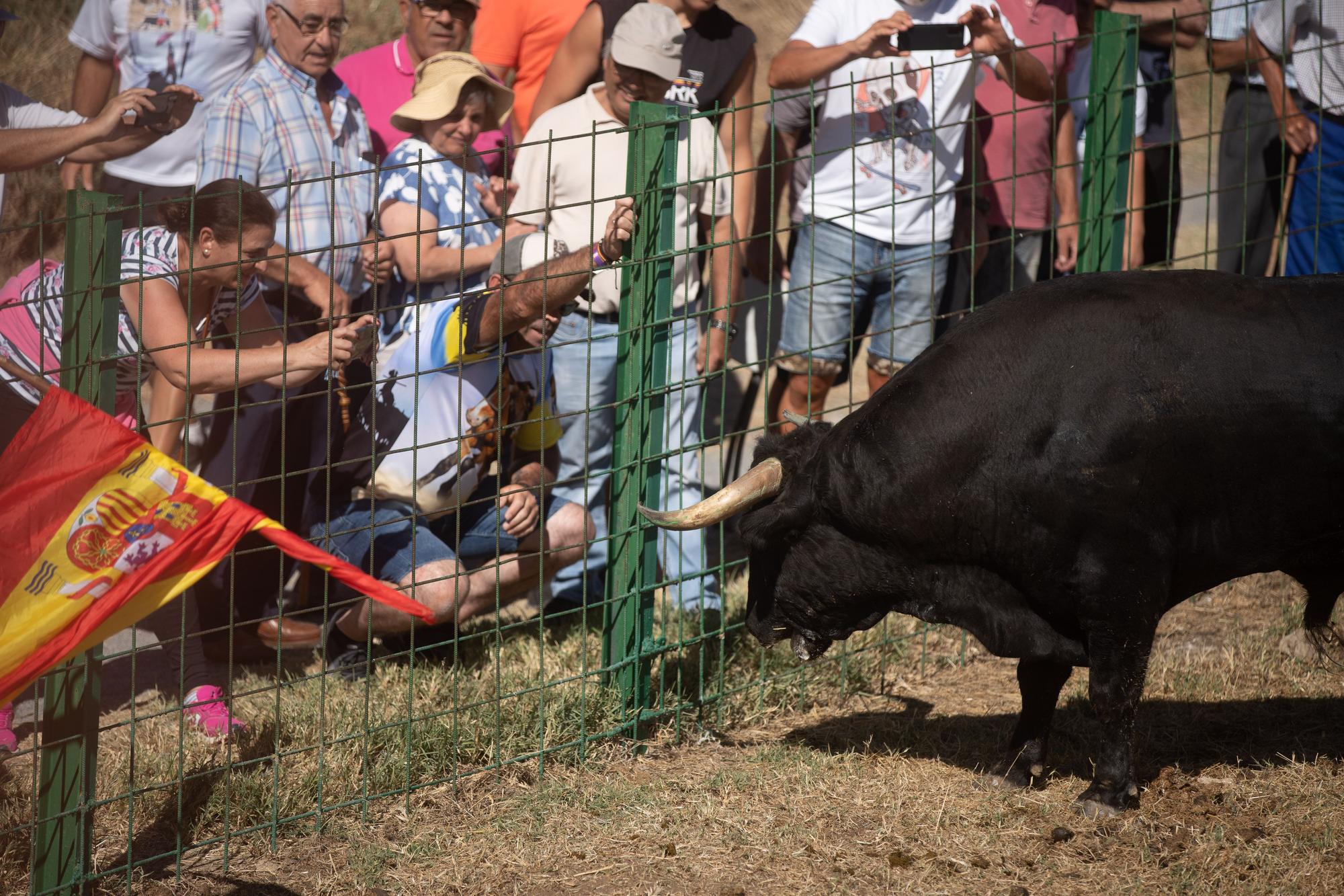 Encierro en Venialbo por San Roquito